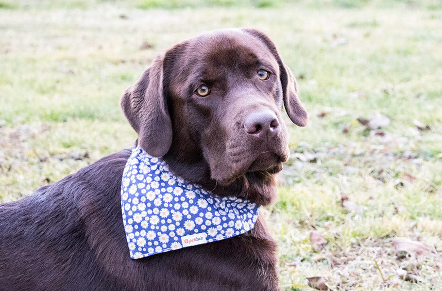 Nose Knows Best: Harnessing Dogs' Incredible Sense of Smell for Innovative Applications in Medicine and Technology