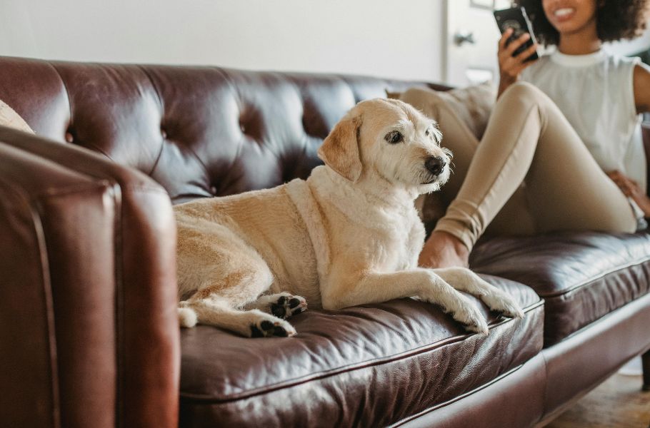 Puppy-proofing with Tech: Smart Gadgets That Alert You to Your Dog’s Needs