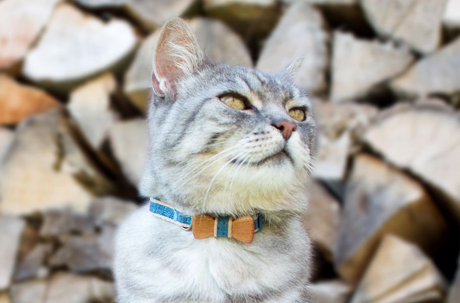 Tales of Heroic Cats: True Stories of Cats Saving Lives