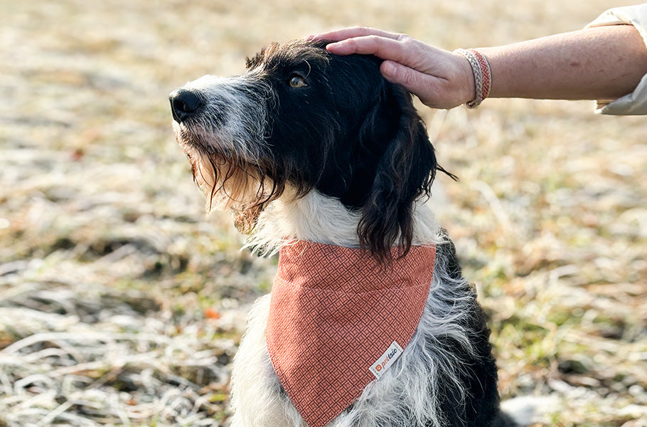 The Beauty of Mixed-Breed Dogs: Why They're Extraordinary and Unique