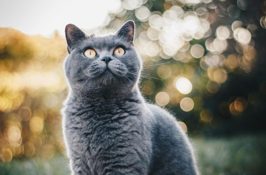 The Bond Between Cats & Seniors: Improving Elderly Well-Being Through Feline Companionship