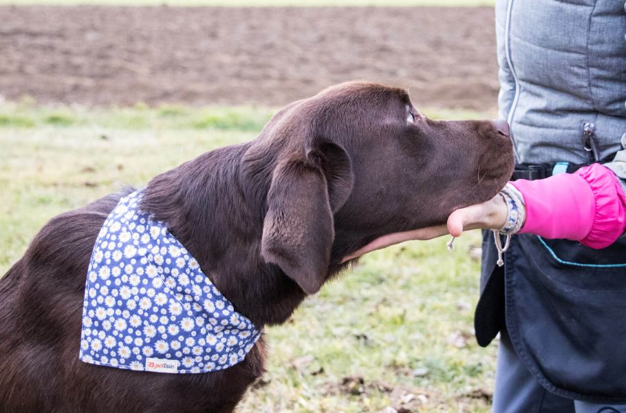 The Fluffy Theology: Exploring the Rise of Canine Religion in Pop Culture