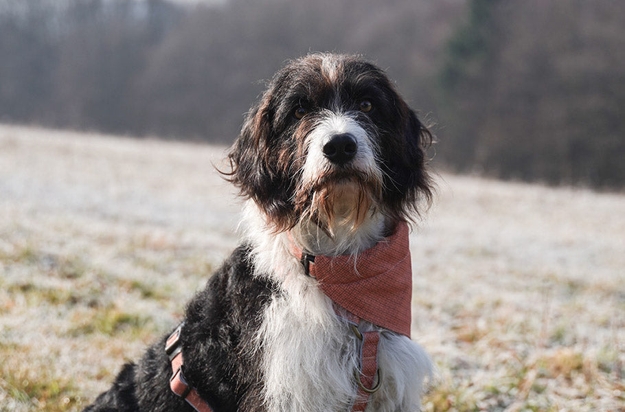 The Hidden World of Canine Emotions: Do Dogs Feel Guilt, Jealousy, or Love?