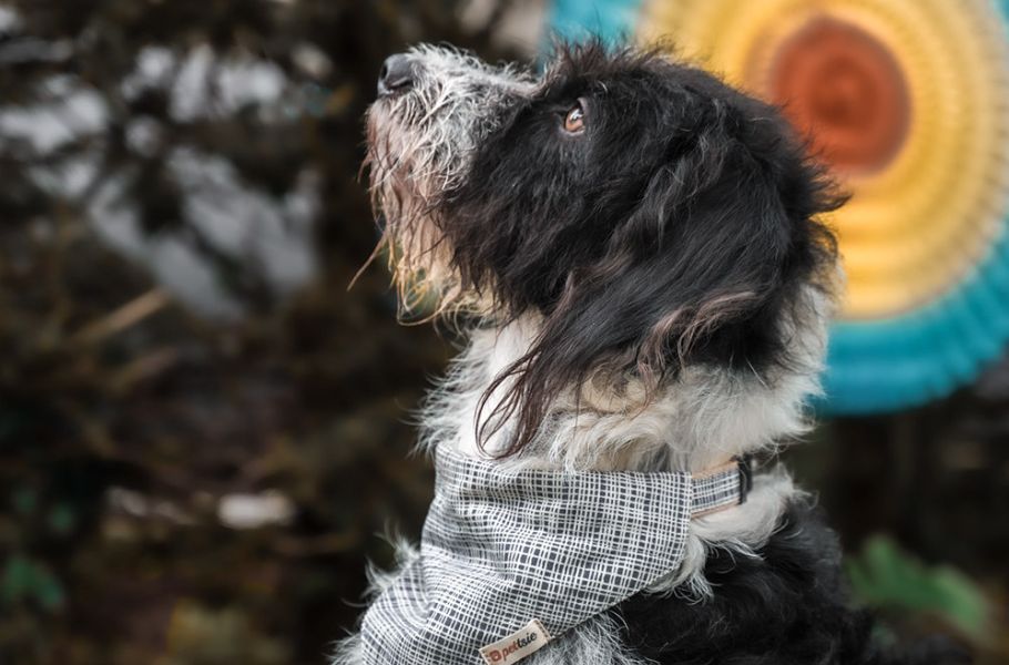 The Psychology of Play Styles: What Your Dog’s Favorite Game Tells You About Their Personality