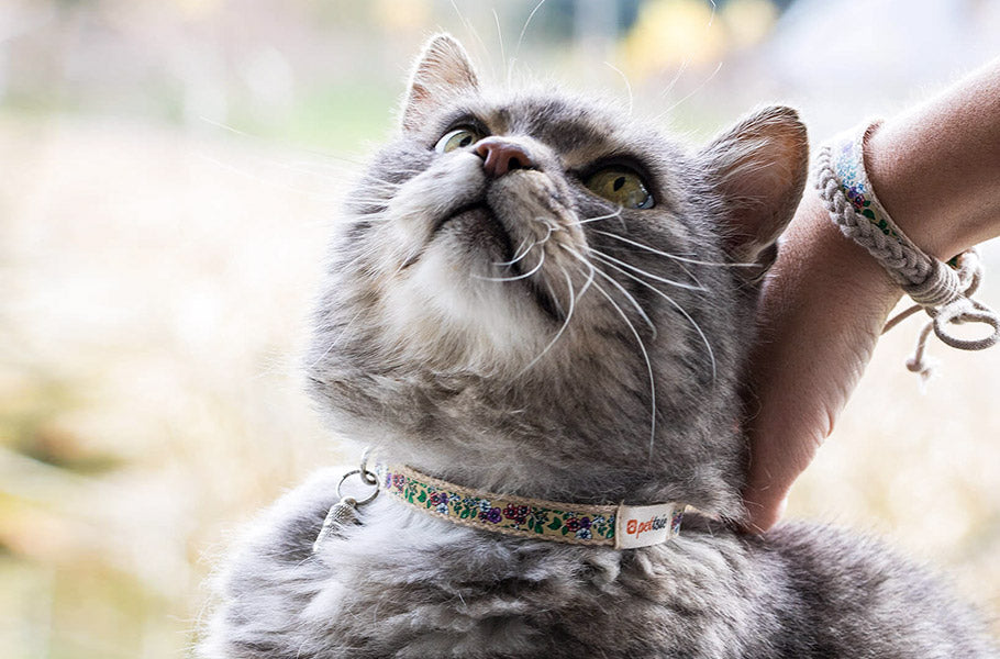 The Role of Cats in Human Health: How Your Cat Can Improve Your Well-B ...
