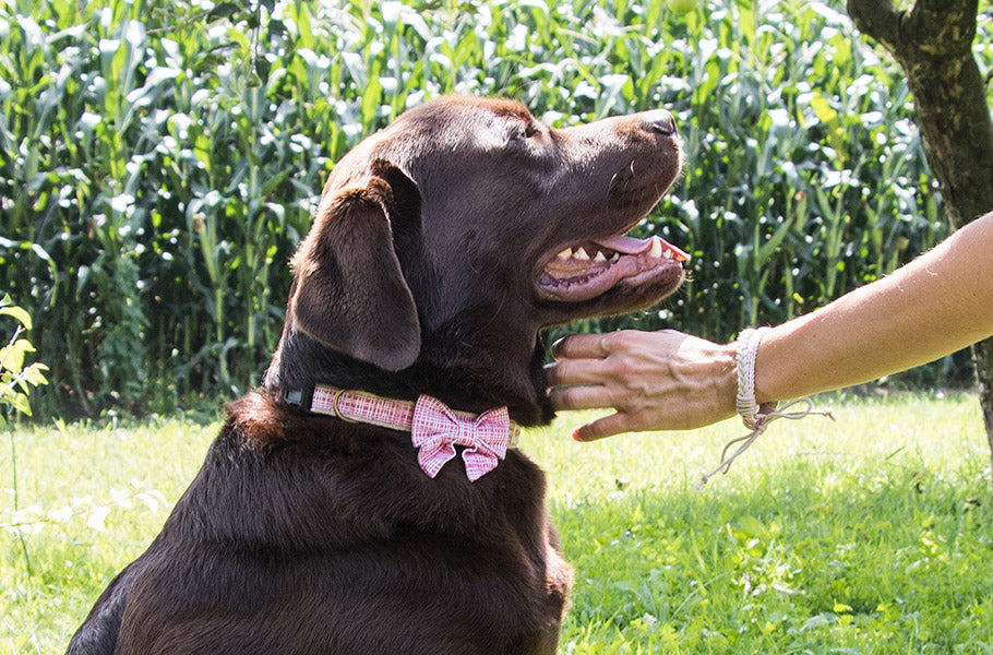 The Role of Diet in a Dog’s Behavior: How Food Affects Your Dog’s Mood and Energy Levels