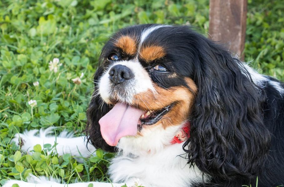 The Science of Dog Grins: What Different Canine Smiles Really Mean