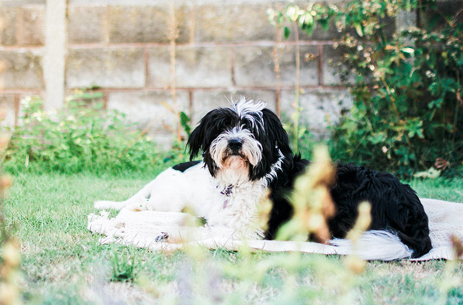 Transform Your Backyard Into a Dog-Friendly Oasis: Tips, Ideas, and Tricks