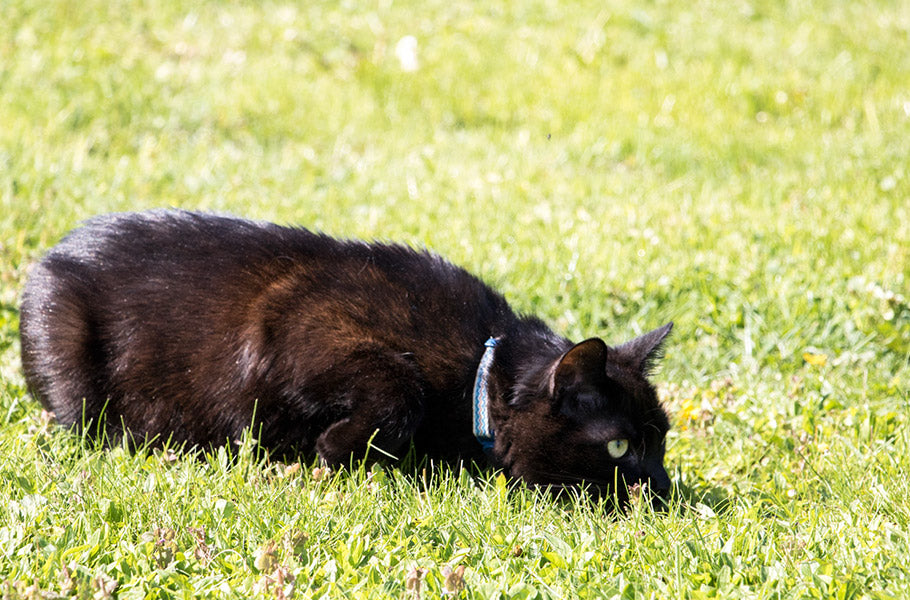 Unlocking the Secrets of Cat Body Language: A Guide to Communicating with Your Feline Friend