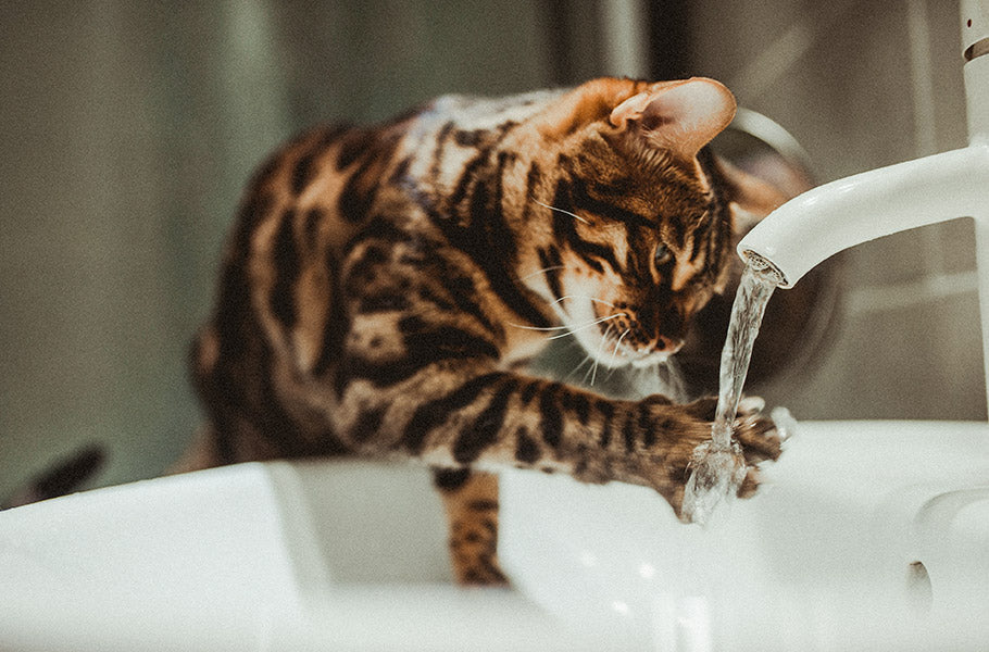 Unraveling the Mystery of Why Cats Hate Water and How to Groom Them Easily