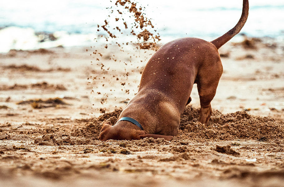 Why Do Dogs Dig? Understanding the Reasons Behind This Instinctual Beh ...