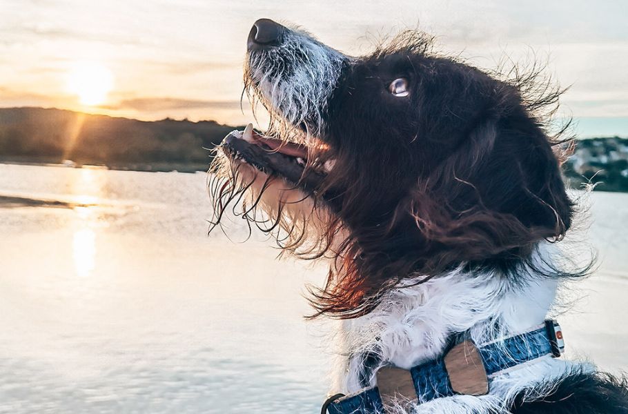 Why Do Some Dogs Love Water While Others Hate It?