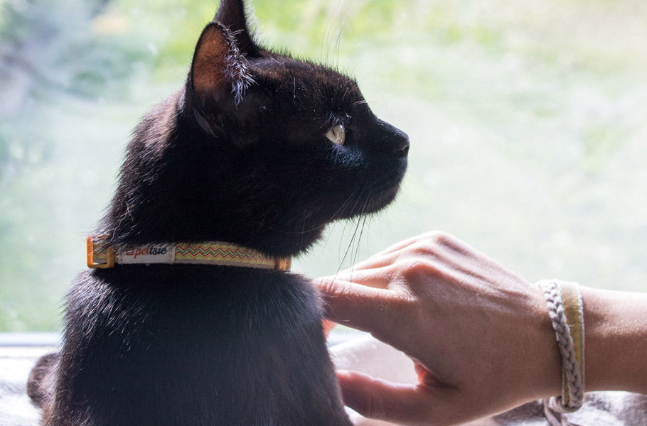 11 fascinating facts you need to know about black cats