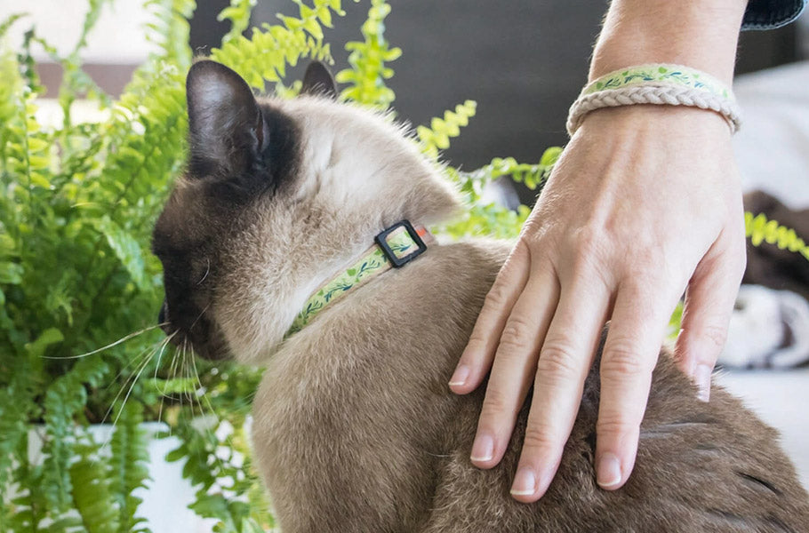 11 typical cat behaviors and what they mean