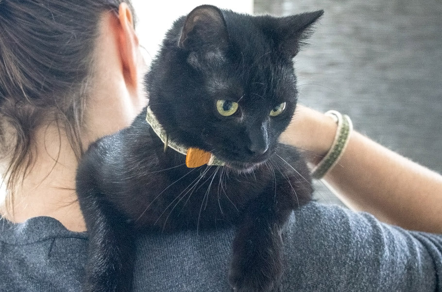 13 reasons why being a "Crazy Cat Person" is a good thing