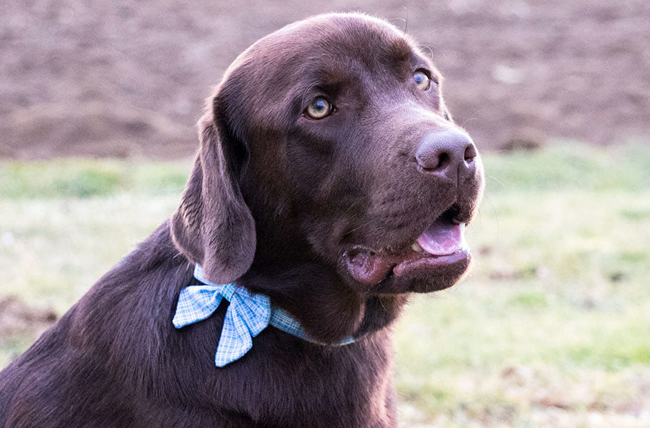 6 simple ways to prevent obesity in dogs