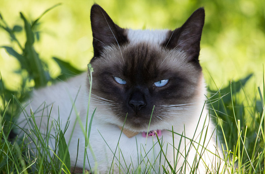 7 Annoying Noises That Will Make Your Cat Go Crazy