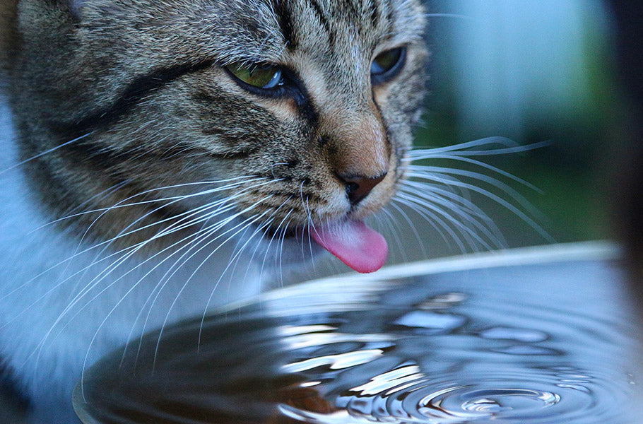 7 Warning Signs Your Cat Is Drinking Too Much Water