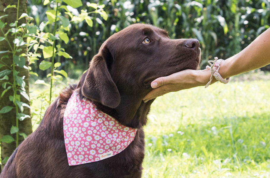 7 ways to raise a confident dog
