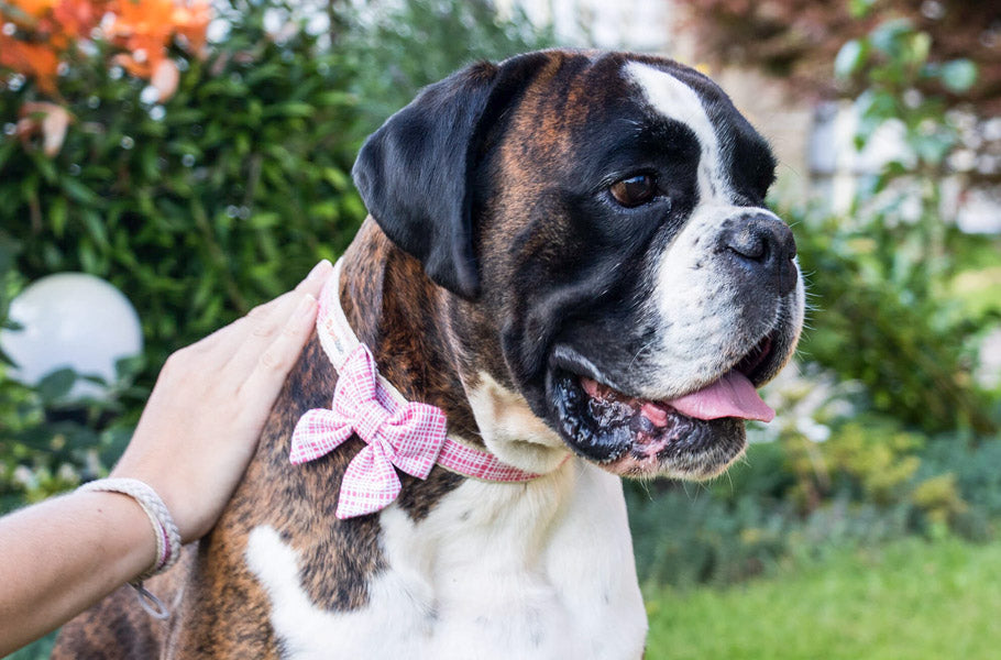 8 best natural anti-inflammatories for dogs