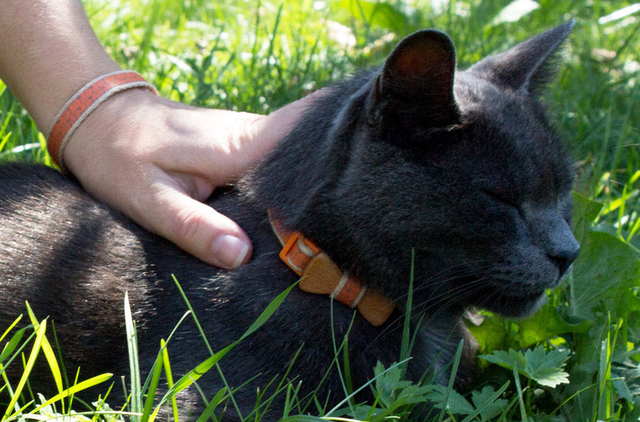 8 unbelievable facts about high blood pressure in cats and proven ways to treat it