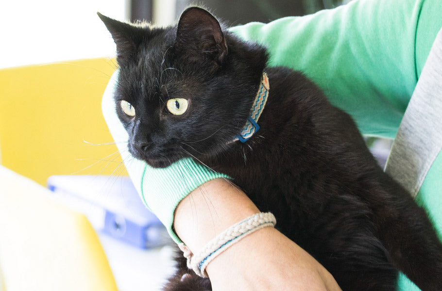 9 signs that you are obsessed with your cat