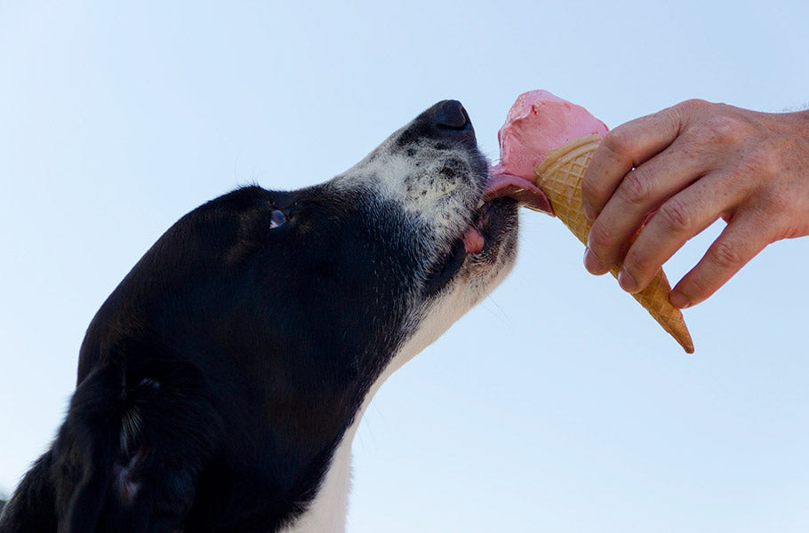 Can Dogs Eat Sugar? The Surprising and Shocking Negative Effects You Need to Know!