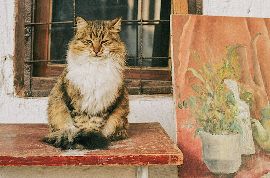 Cats in Art and Culture: How Our Feline Friends Have Inspired Creativity Through the Ages