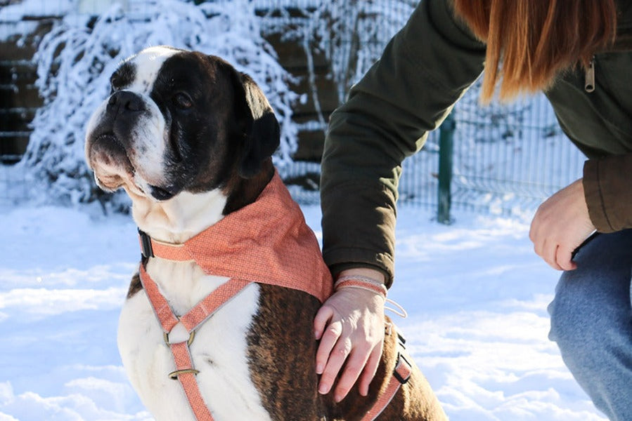 How Dogs Recognize Their Owners: Sight, Smell, and Beyond