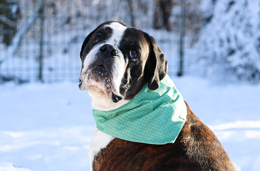 The Canine Mind Palace: Understanding Dog's Mental Maps and Spatial Cognition
