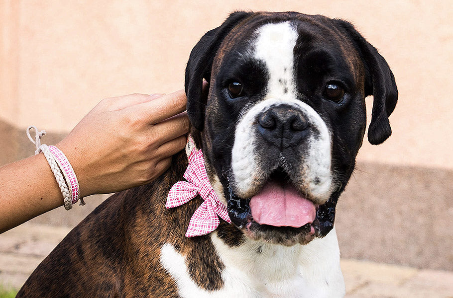 A Helpful Moving Guide for Pet Parents