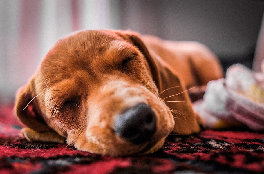 Why Does My Dog Whimper And Twitch in His Sleep: Uncovering the Reasons