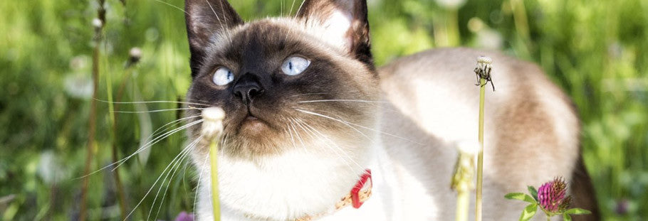 7 Reasons Why Your Cat Will Choose a Natural Cat Collar