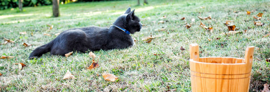 5 Simple Ways to Improve Your Cats Life