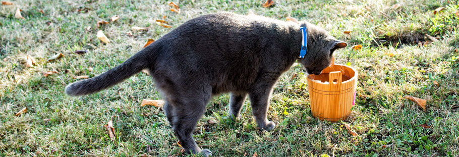 Six Things You can do if Your Cat is not Drinking Enough Water