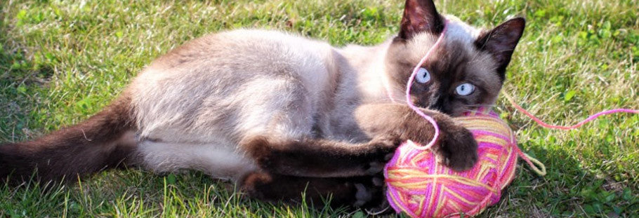 11 Amazing and Fun Cat Toys Around Your House