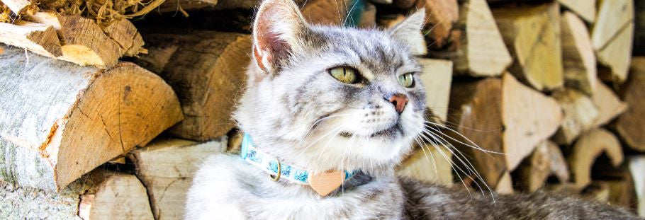 Stylish and unique Pettsie collars are a MUST for your cat