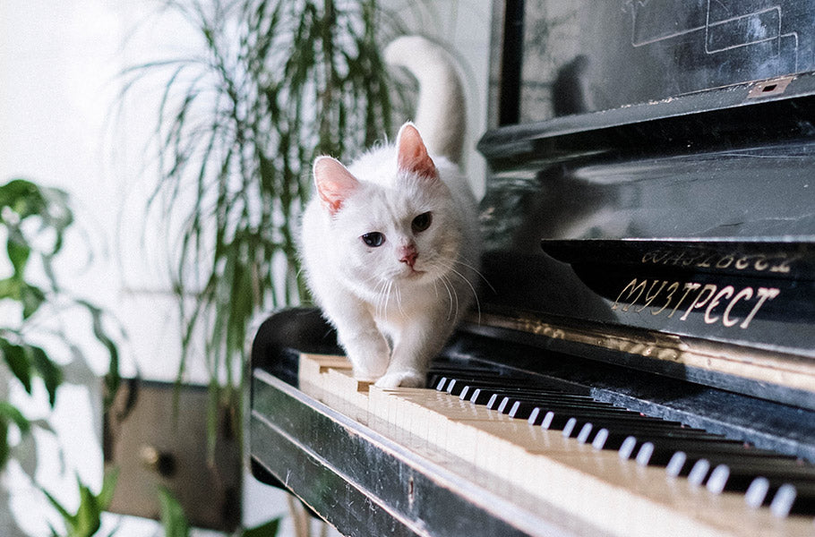 Crafting the Perfect Playlist for Your Cat: Music to Relax and Purr To