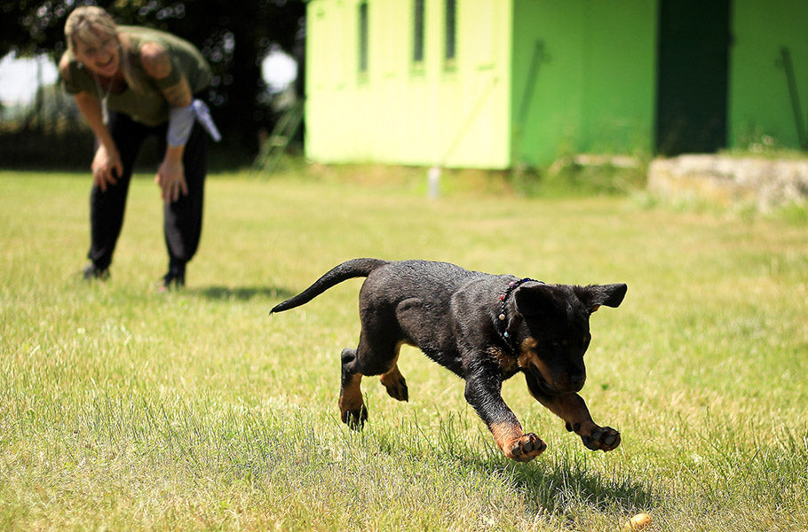 Design a Tailored Workout Plan for Your Dog: Tips for Getting Fido Fit