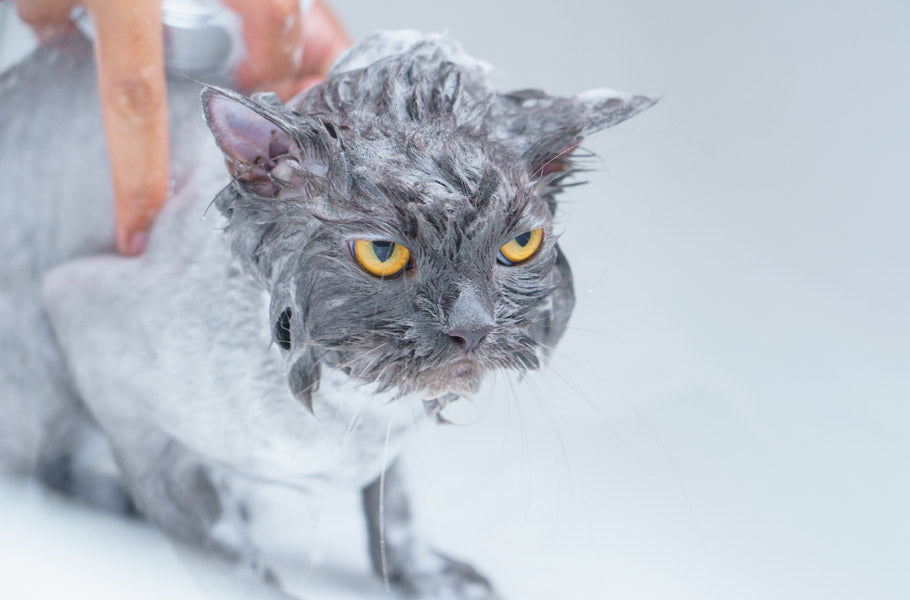 Do cats really hate to bath?