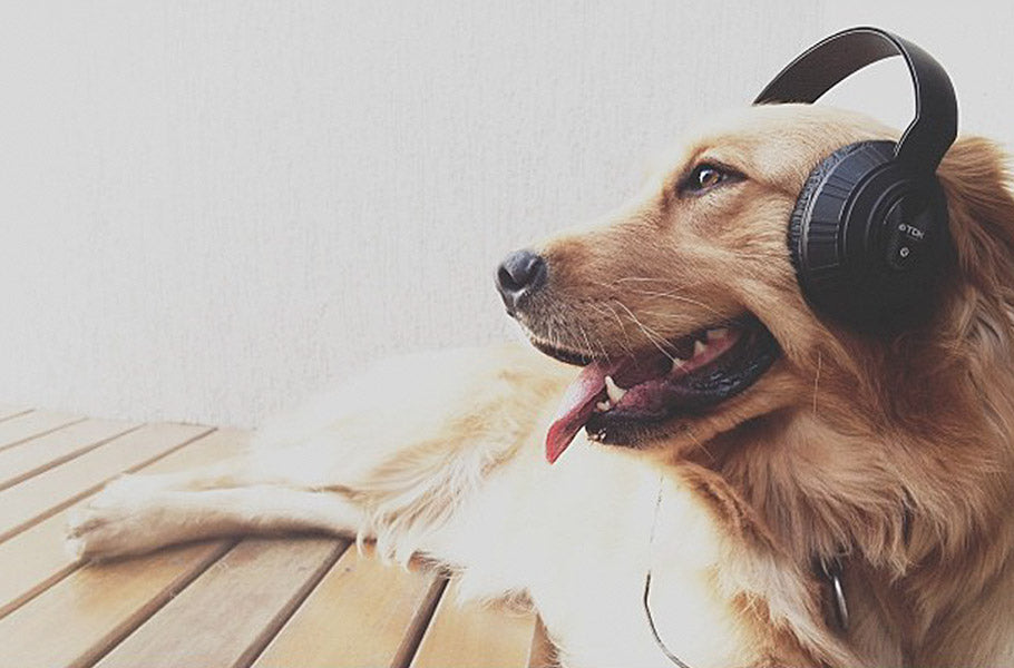 Do dogs like listening to music?