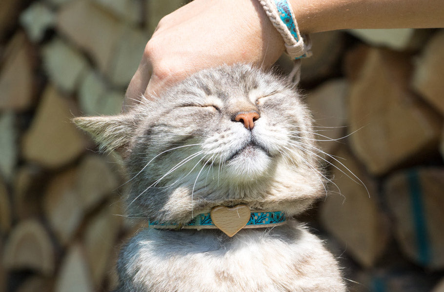 How a cat’s purring can help us heal ailments