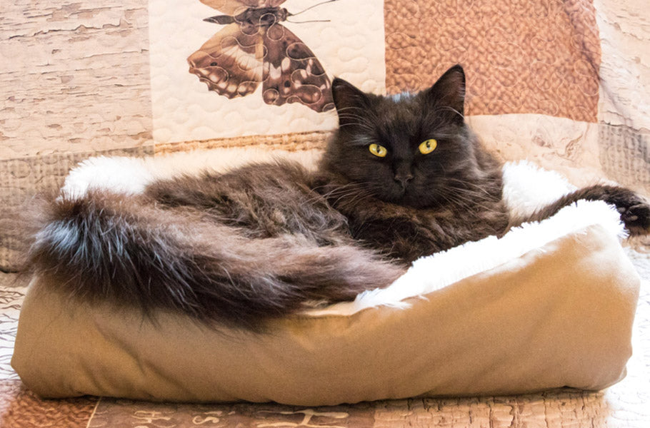 How to get your cat to sleep in her bed?