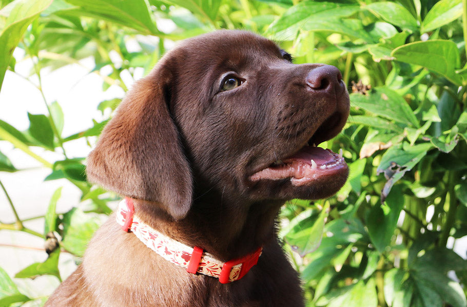 How to successfully socialize a puppy