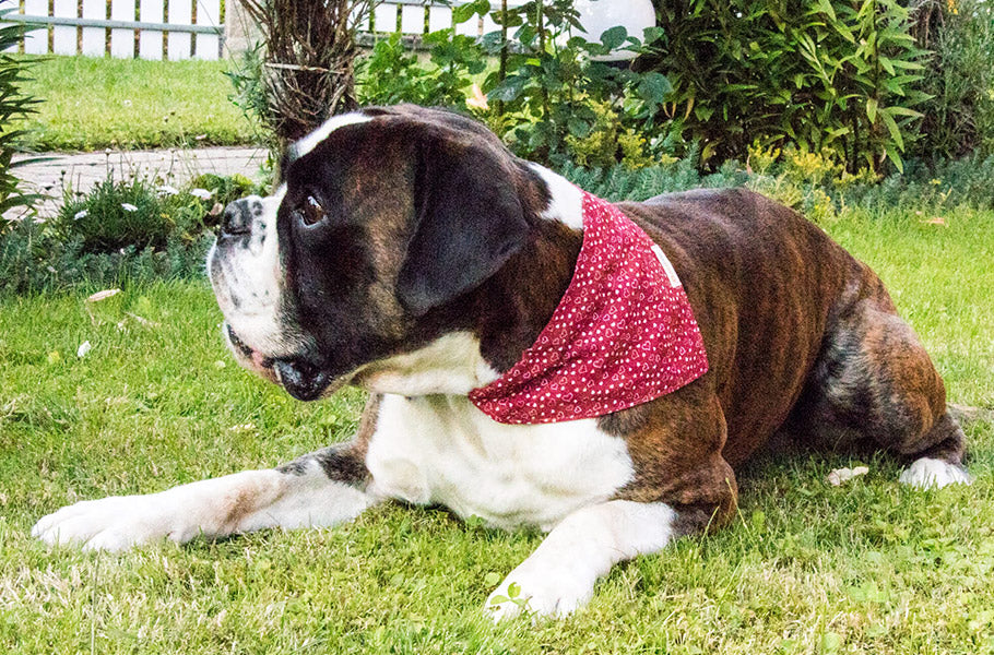 Natural ways to relieve canine joint pain