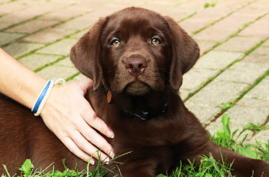 Tips for choosing the right dog collar