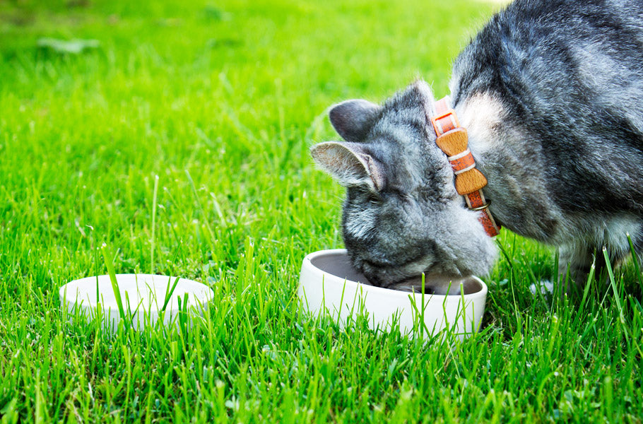 What to do when your cat won’t eat