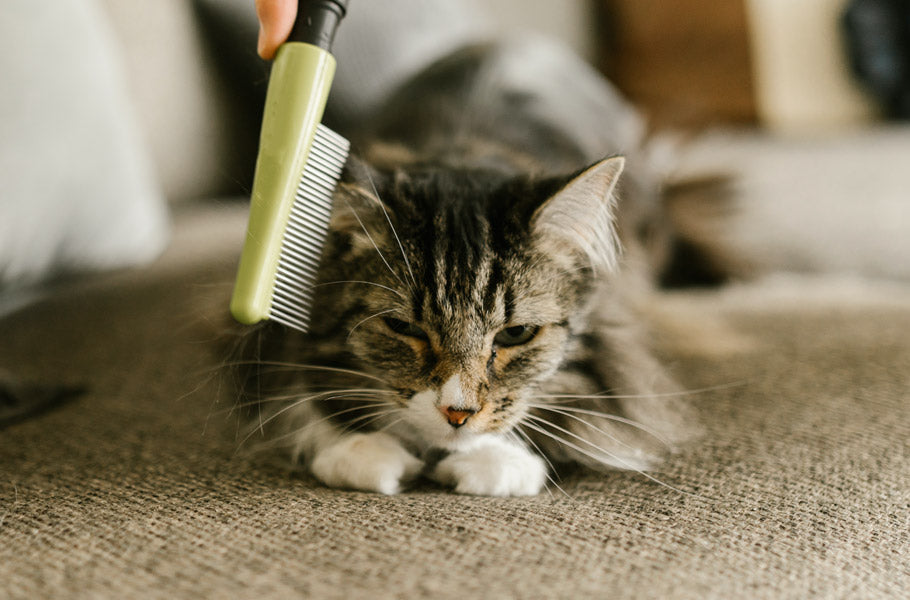 What to do when your cats experience hair loss