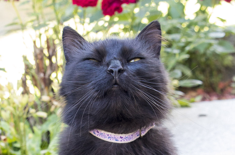 Why Your Cat Needs a Safe Breakaway Buckle Collar