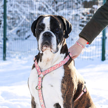 Pettsie No-Pull No-Choke Dog Harness Reflective & Matching Friendship Bracelet, 3 adjustable sizes
